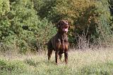 DOBERMANN 199